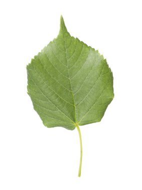 Bir yeşil ıhlamur yaprağı beyazda izole