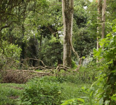 Çalılar yemyeşil. Dışarıda yetişen farklı yabani bitkiler.