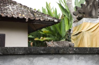 Dışarıda çitte dinlenen sevimli tekir kedi.
