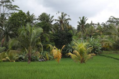 Dışarıda yetişen farklı yabani bitkiler. Yemyeşil