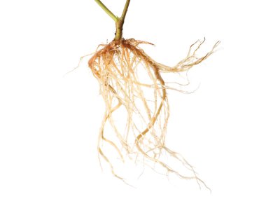 Kökleri beyaza ayrılmış bir bitki.