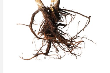 Kökleri beyaza ayrılmış bir bitki.