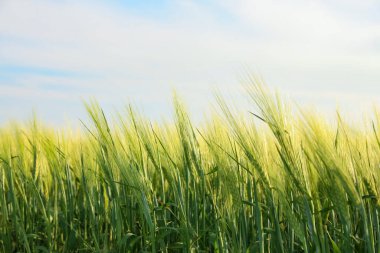 Açık havada birçok buğday filizi yetişiyor.