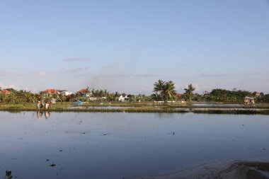 Bali, Endonezya - 6 Haziran 2025: Güneşli bir günde çeltik tarlası manzarası