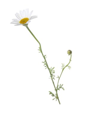 Güzel bir papatya çiçeği beyazda izole edilmiş