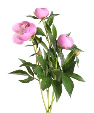 Beyaz yapraklı güzel şakayık çiçekleri