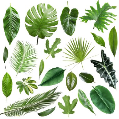 Birçok farklı tropikal yaprak beyaz üzerine izole, set