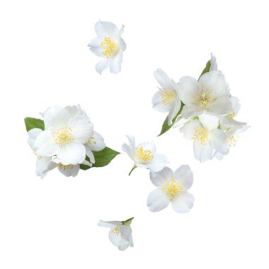 Güzel yasemin çiçekleri ve yeşil yapraklar beyaz arka plana düşüyor