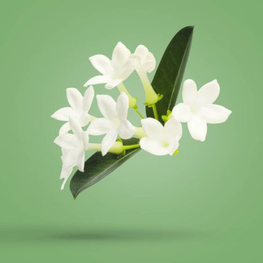 Güzel yasemin çiçekleri ve yeşil arka planda düşen taze yapraklar