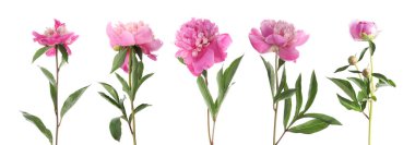 Beyaz arka planda güzel şakayık çiçekleri, set