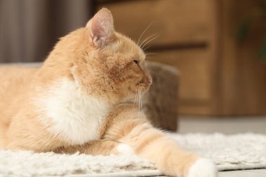 Evde yerde yatan sevimli kızıl kedi, yakın plan. Metin için boşluk