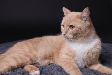 Siyah arka planda battaniyede sevimli kızıl kedi