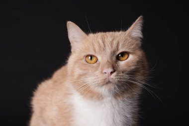 Siyah arka planda sevimli kızıl kedi, yakın plan.