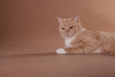 Bej arka planda sevimli bir kedi, metin için boşluk