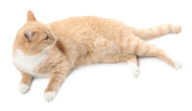 Beyaz arka planda sevimli kızıl kedi. Sevimli hayvan.