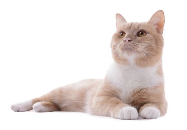 Beyaz arka planda sevimli kızıl kedi. Sevimli hayvan.