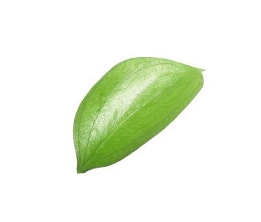 One fresh green Ruscus leaf isolated on white