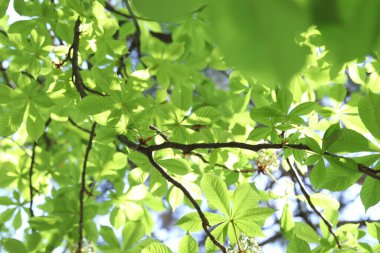 Arka planda yeşil yaprakları olan güzel ağaç taç, yakın plan.