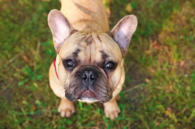 Sevimli evcil hayvan. Parkta şirin bir Fransız bulldog 'u var.