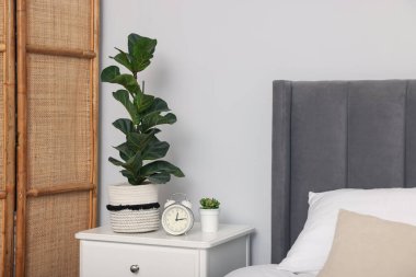 Beyaz komodindeki yeşil bitkiler ve kapalı alandaki yataklar