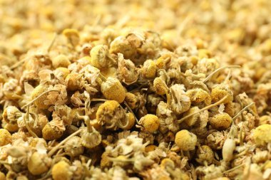 Arka plan olarak papatya çiçeklerini kurut, yakın görüntü