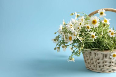 Hasır sepetteki güzel papatya çiçekleri açık mavi arka planda, yakın plan. Metin için boşluk
