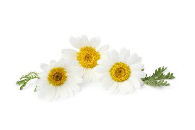 Güzel papatya tomurcukları ve yeşil yapraklar beyaz üzerine izole edilmiş.