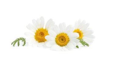 Güzel papatya tomurcukları ve yeşil yapraklar beyaz üzerine izole edilmiş.