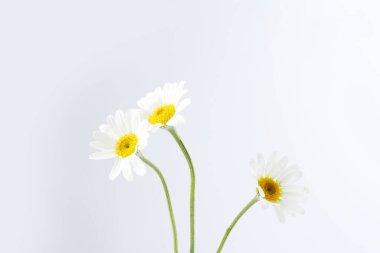 Beyaz arka planda üç güzel papatya çiçeği