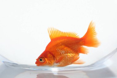 Akvaryumda yüzen altın balıklar, beyaz zemin üzerinde temiz su, yakın çekim