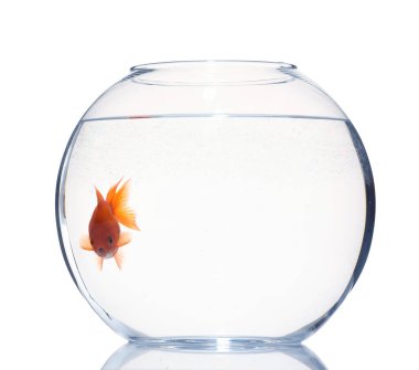 Akvaryumda yüzen altın balıklar. Temiz su beyazı izole edilmiş.