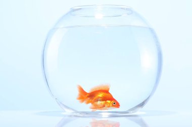 Akvaryumda yüzen altın balıklar açık gri arka planda temiz suyla