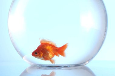 Akvaryumda yüzen altın balıklar açık mavi arka planda temiz suyla, yakın plan