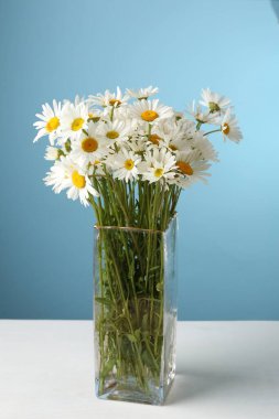 Beyaz masadaki vazoda bir sürü güzel papatya çiçeği açık mavi arka planda, yakın plan