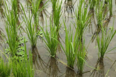 Çeltik tarlasında olgunlaşan pirinç bitkileri, yakın plan