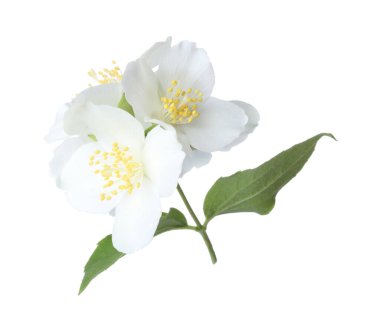 Güzel yasemin çiçekleriyle dolu bir dal beyaz üzerine izole edilmiş