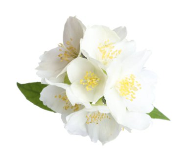 Beyaz yapraklı güzel yasemin çiçekleri