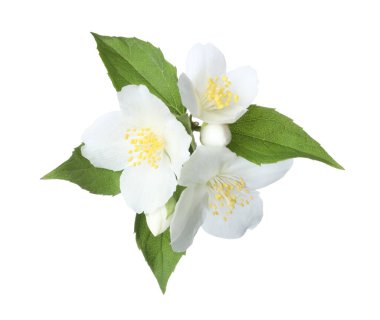 Beyaz yapraklı güzel yasemin çiçekleri