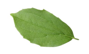 Bir yeşil yasemin yaprağı beyaza izole edilmiş.