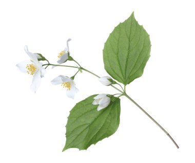 Güzel yasemin çiçekleri ve beyaz yapraklı yeşil dallar.