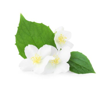 Beyaz yapraklı güzel yasemin tomurcukları