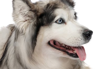 Beyaz arka planda güzel Alaska malamute köpeği