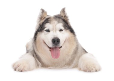 Beyaz arka planda güzel Alaska malamute köpeği