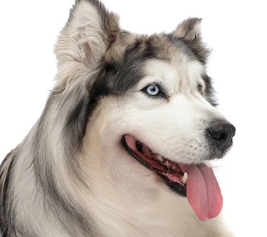 Beyaz arka planda güzel Alaska malamute köpeği