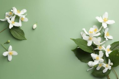 Güzel yasemin çiçekleri ve yeşil arka planda yapraklar, düz uzanmış. Metin için boşluk