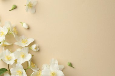 Güzel yasemin çiçekleri bej arka planda, düz yerde. Metin için boşluk