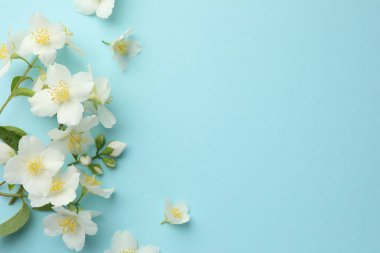 Açık mavi arka planda güzel yasemin çiçekleri, düz uzanmış. Metin için boşluk