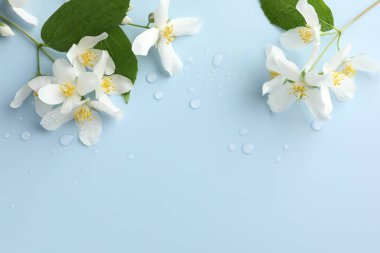 Güzel yasemin çiçekleri ve açık mavi arka planda yeşil yapraklar, düz bir zemin. Metin için boşluk