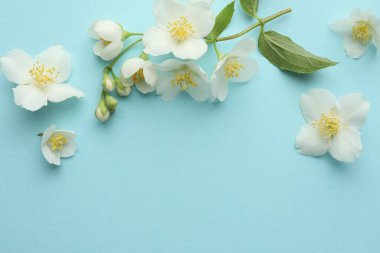 Açık mavi arka planda güzel yasemin çiçekleri, düz uzanmış. Metin için boşluk