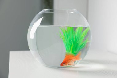 Yuvarlak akvaryumdaki güzel balıklar beyaz masada.